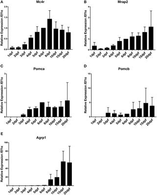 Analysis of the Role of the Mc4r System in Development, Growth, and Puberty of Medaka